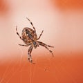 Walnut orb weaver spider spinning a web outside with copyspace. Closeup of one scary black and brown nuctenea umbratica Royalty Free Stock Photo