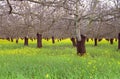 Walnut Orchard in Early Spring Royalty Free Stock Photo