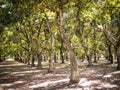 Walnut Orchards in Central California Royalty Free Stock Photo