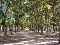 Tunnel View of Walnut Orchards Royalty Free Stock Photo