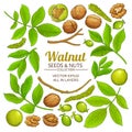 Walnut plant vector