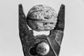 Walnut in pliers Royalty Free Stock Photo