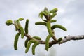 Walnut's flowers Royalty Free Stock Photo