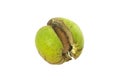 Walnut in shell burst Royalty Free Stock Photo