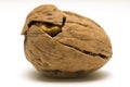 Walnut shell cracked