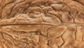Walnut shell extreme macro as package design element collection. Texture closeup detail nut shell for your print Royalty Free Stock Photo