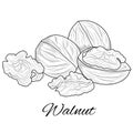 Walnut sketch. Nut.Coloring for children and adults