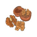 Walnut sketch vector illustration