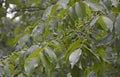 walnut with small fruits under drops of spring rain. growing nuts Royalty Free Stock Photo