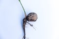 Walnut sprout growing out of walnut white background Royalty Free Stock Photo