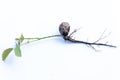 Walnut sprout growing out of walnut white background Royalty Free Stock Photo