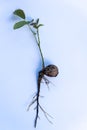 Walnut sprout growing out of walnut white background Royalty Free Stock Photo