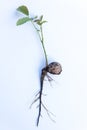 Walnut sprout growing out of walnut white background Royalty Free Stock Photo