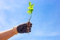 A walnut sprout sprouted from the shell is held by a man against a blue sky. Concept new life in nature Royalty Free Stock Photo