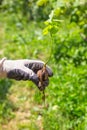 A walnut sprout sprouted from the shell is held by a man. Gardening and growing trees Royalty Free Stock Photo