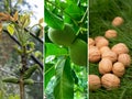 Walnut stages of growth, collage. Juglans regia in bloom in spring, full-sized green walnuts in summer and ripe inshell walnuts in Royalty Free Stock Photo