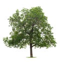 Walnut tree Royalty Free Stock Photo