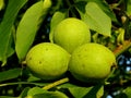 Walnut tree