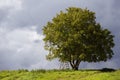 Walnut tree Royalty Free Stock Photo