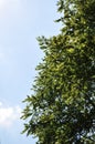 Walnut Tree Against the Blue Sky Royalty Free Stock Photo