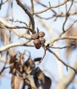 Walnut tree with bare branches Royalty Free Stock Photo