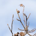 Walnut tree with bare branches Royalty Free Stock Photo