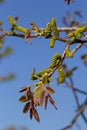 Walnut tree in blossom, male flowers on branches. Walnut tree in blossom, male flowers on branches. Sunny day, blue sky Royalty Free Stock Photo