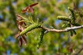 Walnut tree in blossom, male flowers on branches. Walnut tree in blossom, male flowers on branches. Sunny day, blue sky Royalty Free Stock Photo