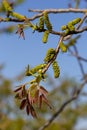 Walnut tree in blossom, male flowers on branches. Walnut tree in blossom, male flowers on branches. Sunny day, blue sky Royalty Free Stock Photo