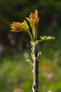 Walnut tree in blossom, male flowers on branches. Walnut tree in blossom, male flowers on branches. Sunny day, blue sky Royalty Free Stock Photo