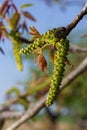 Walnut tree in blossom, male flowers on branches. Walnut tree in blossom, male flowers on branches. Sunny day, blue sky Royalty Free Stock Photo