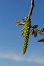 Walnut tree in blossom, male flowers on branches. Walnut tree in blossom, male flowers on branches. Sunny day, blue sky Royalty Free Stock Photo