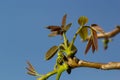 Walnut tree in blossom, male flowers on branches. Walnut tree in blossom, male flowers on branches. Sunny day, blue sky Royalty Free Stock Photo