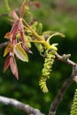 Walnut tree in blossom, male flowers on branches. Walnut tree in blossom, male flowers on branches. Sunny day, blue sky Royalty Free Stock Photo