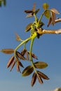 Walnut tree in blossom, male flowers on branches. Walnut tree in blossom, male flowers on branches. Sunny day, blue sky Royalty Free Stock Photo