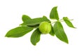 Walnut tree branch with nut and leaves isolated on a white background Royalty Free Stock Photo