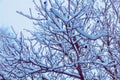 Walnut tree branches covered with snow Royalty Free Stock Photo