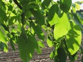 Walnut tree branches with green leaves on plowed field background Royalty Free Stock Photo