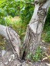 Walnut tree broken in winter storm Royalty Free Stock Photo