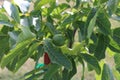 Walnut tree foliage. Juglans regia with green fruit starting to mature. Green walnut on a tree. Royalty Free Stock Photo