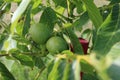 Walnut tree foliage. Juglans regia with green fruit starting to mature. Green walnut on a tree. Royalty Free Stock Photo