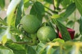 Walnut tree foliage. Juglans regia with green fruit starting to mature. Green walnut on a tree. Royalty Free Stock Photo