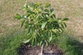 Walnut tree foliage. Juglans regia with green fruit starting to mature. Green walnut on a tree. Royalty Free Stock Photo