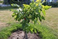 Walnut tree foliage. Juglans regia with green fruit starting to mature. Green walnut on a tree. Royalty Free Stock Photo