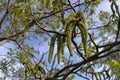 Catkins of a wallnut tree in close up. Male flowers. Royalty Free Stock Photo