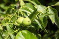 Walnut tree with walnut fruit in green pericarp Royalty Free Stock Photo