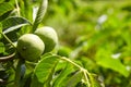 Walnut tree with walnut fruit in green pericarp Royalty Free Stock Photo