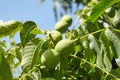 Walnut tree with walnut fruit in green pericarp Royalty Free Stock Photo