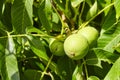 Walnut tree with walnut fruit in green pericarp Royalty Free Stock Photo