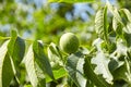 Walnut tree with walnut fruit in green pericarp Royalty Free Stock Photo